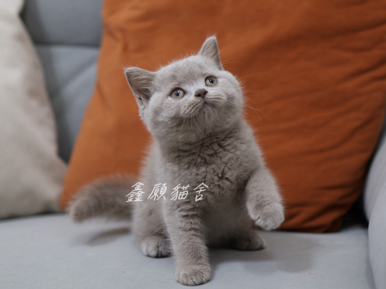 鑫願貓舍／紫丁香英國短毛貓