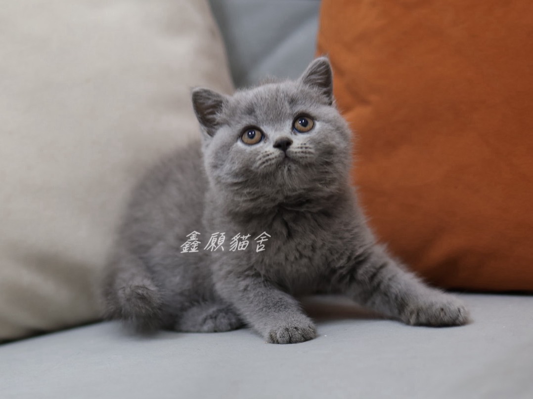 鑫願貓舍／藍色英國短毛貓
