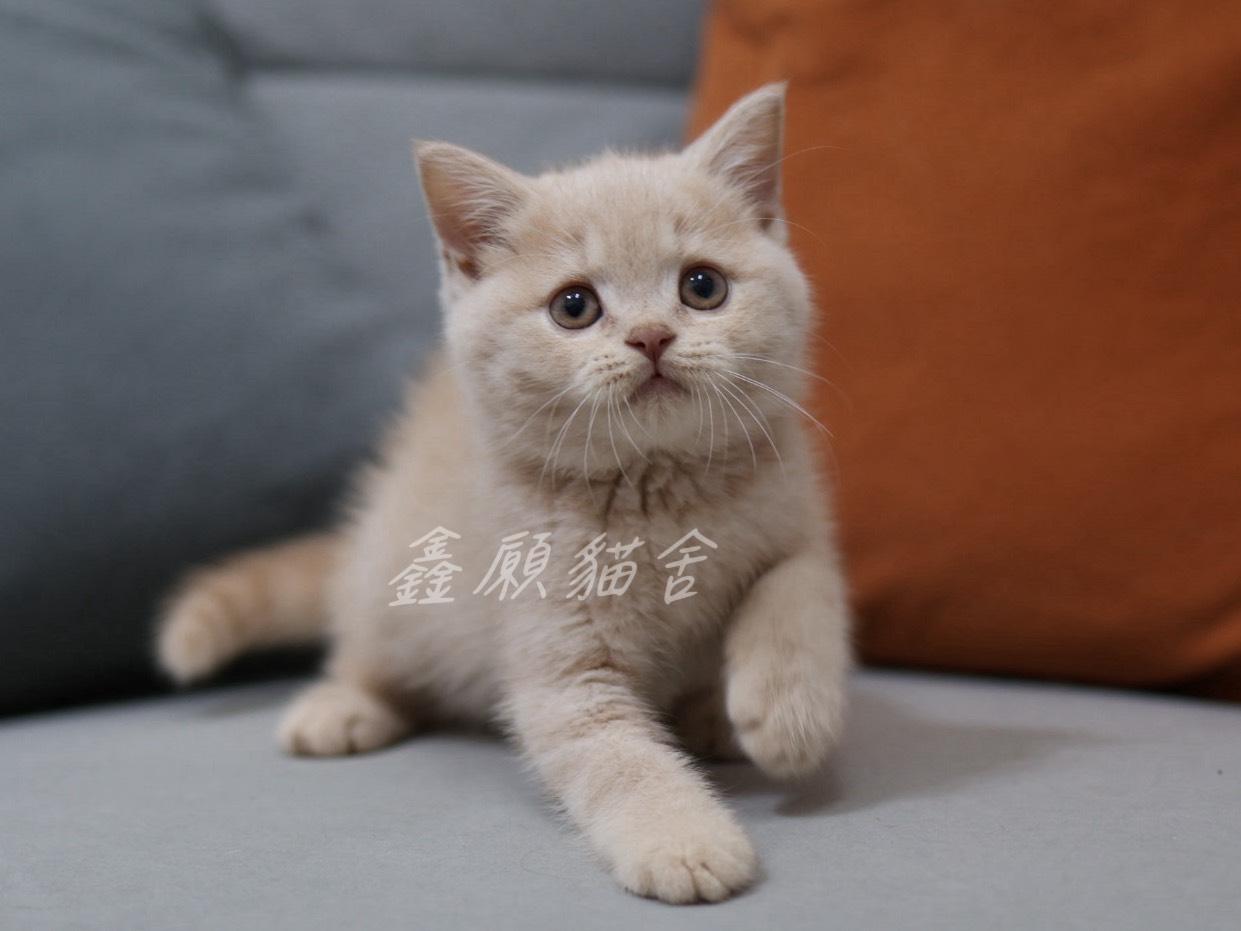 鑫願貓舍／奶油色英國短毛貓