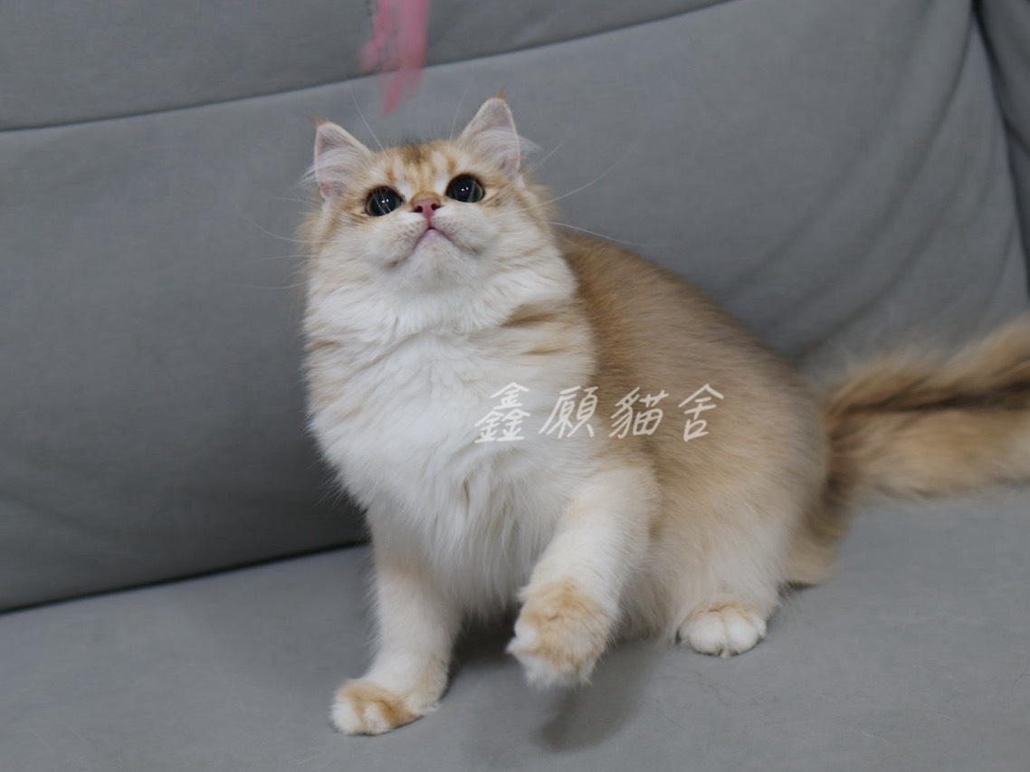 鑫願貓舍／金漸層英國長毛貓