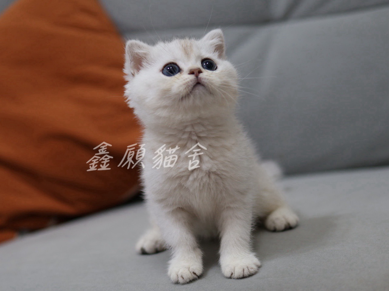 鑫願貓舍／銀漸層英國長毛貓