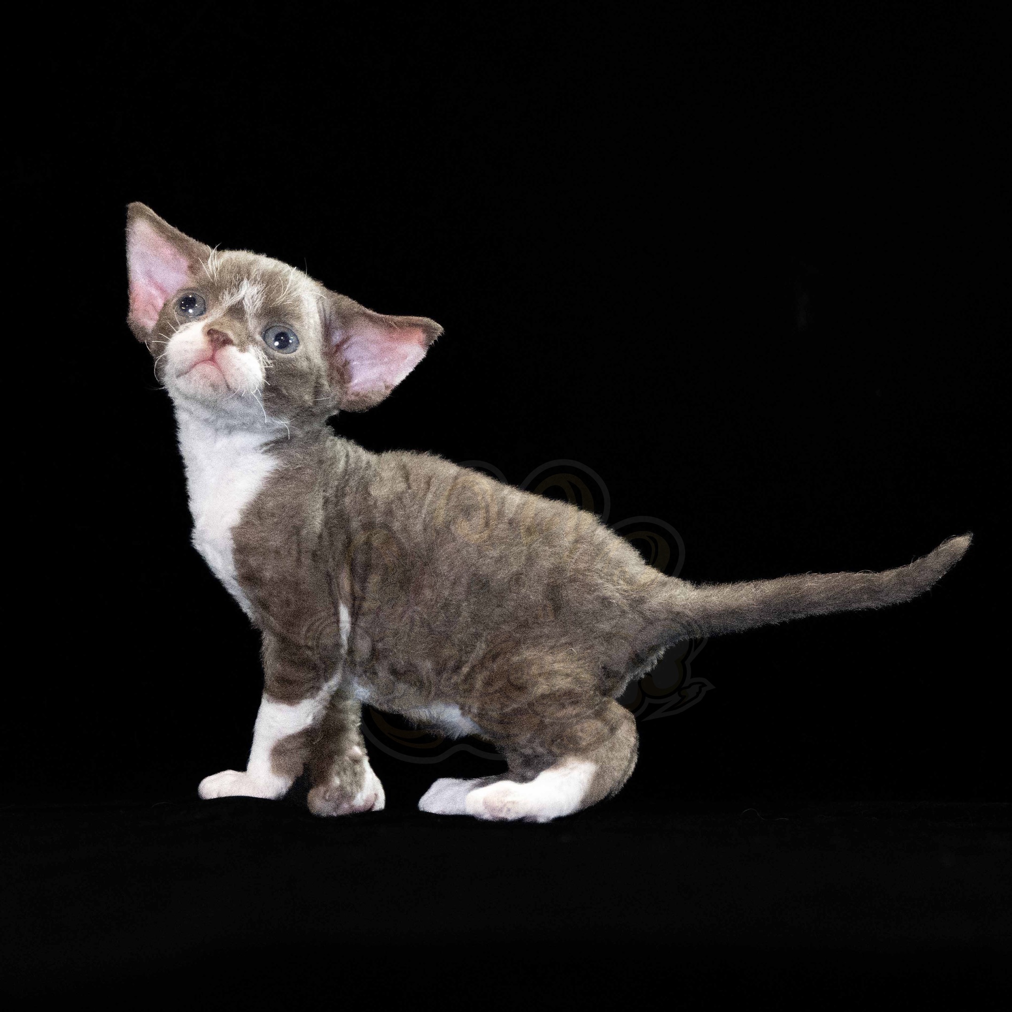 寵愛貓舍／巧克力加白德文捲毛貓