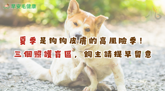 早安毛健康／夏季是狗狗皮膚的高風險季！三個照護盲區，飼主請提早留意