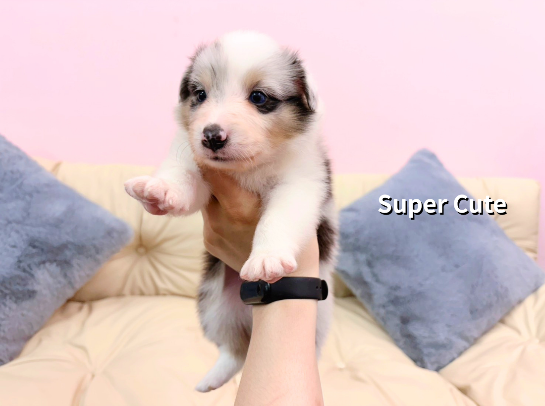 超可愛名犬社／隕石色喜樂蒂