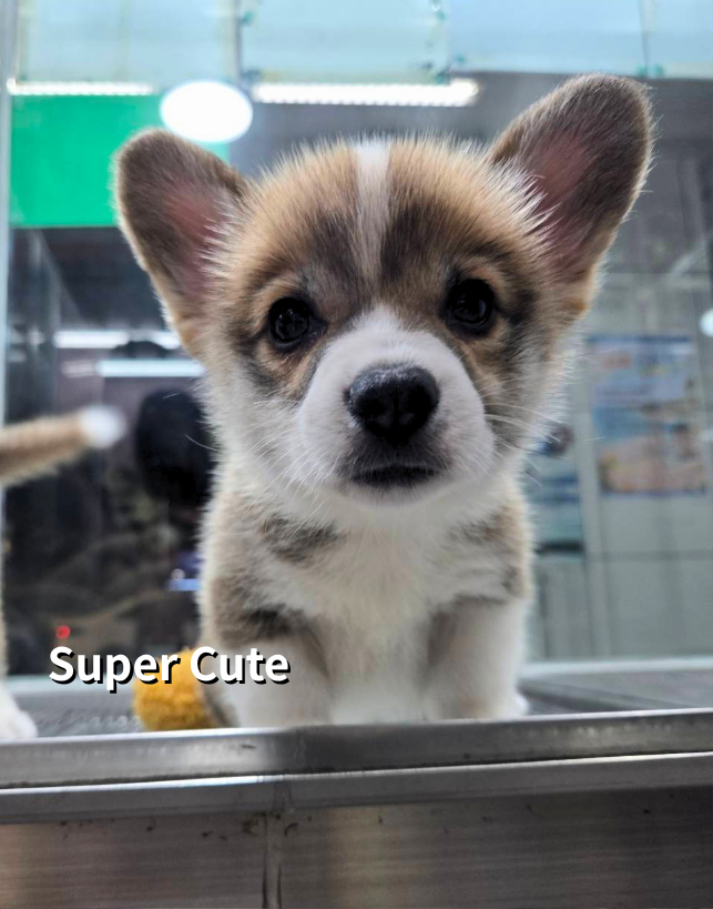 超可愛名犬社／柯基犬