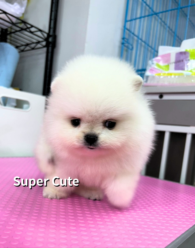 超可愛名犬社／博美犬