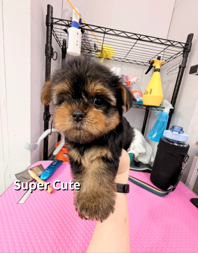 超可愛名犬社／約克夏