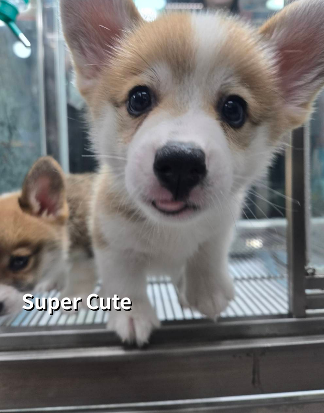 超可愛名犬社／柯基犬