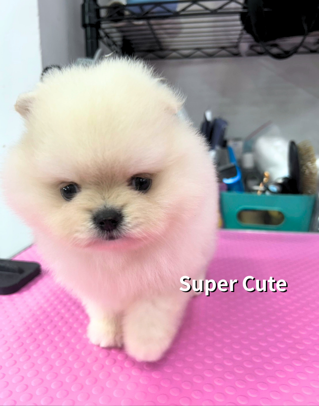 超可愛名犬社／博美犬