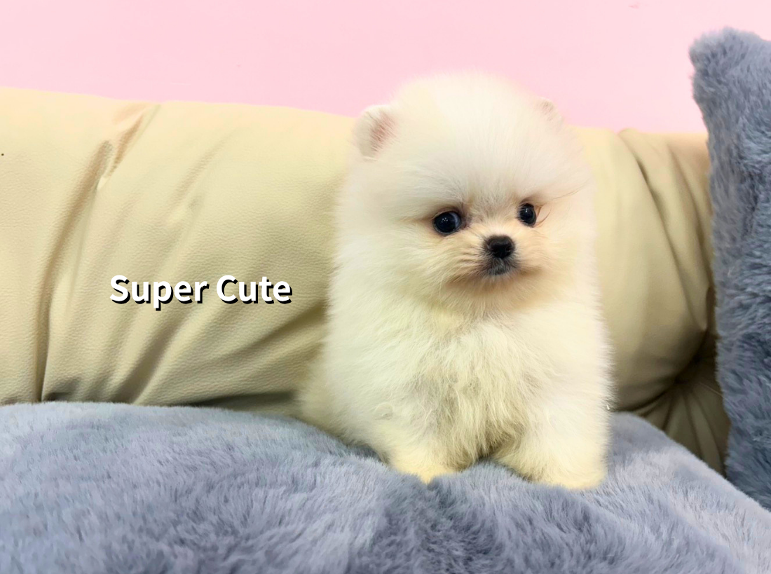超可愛名犬社／博美犬