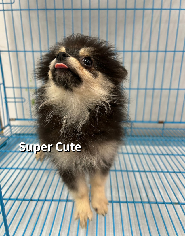 超可愛名犬社／黑四目博美犬