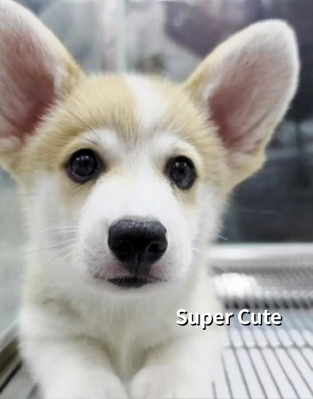 超可愛名犬社／柯基犬