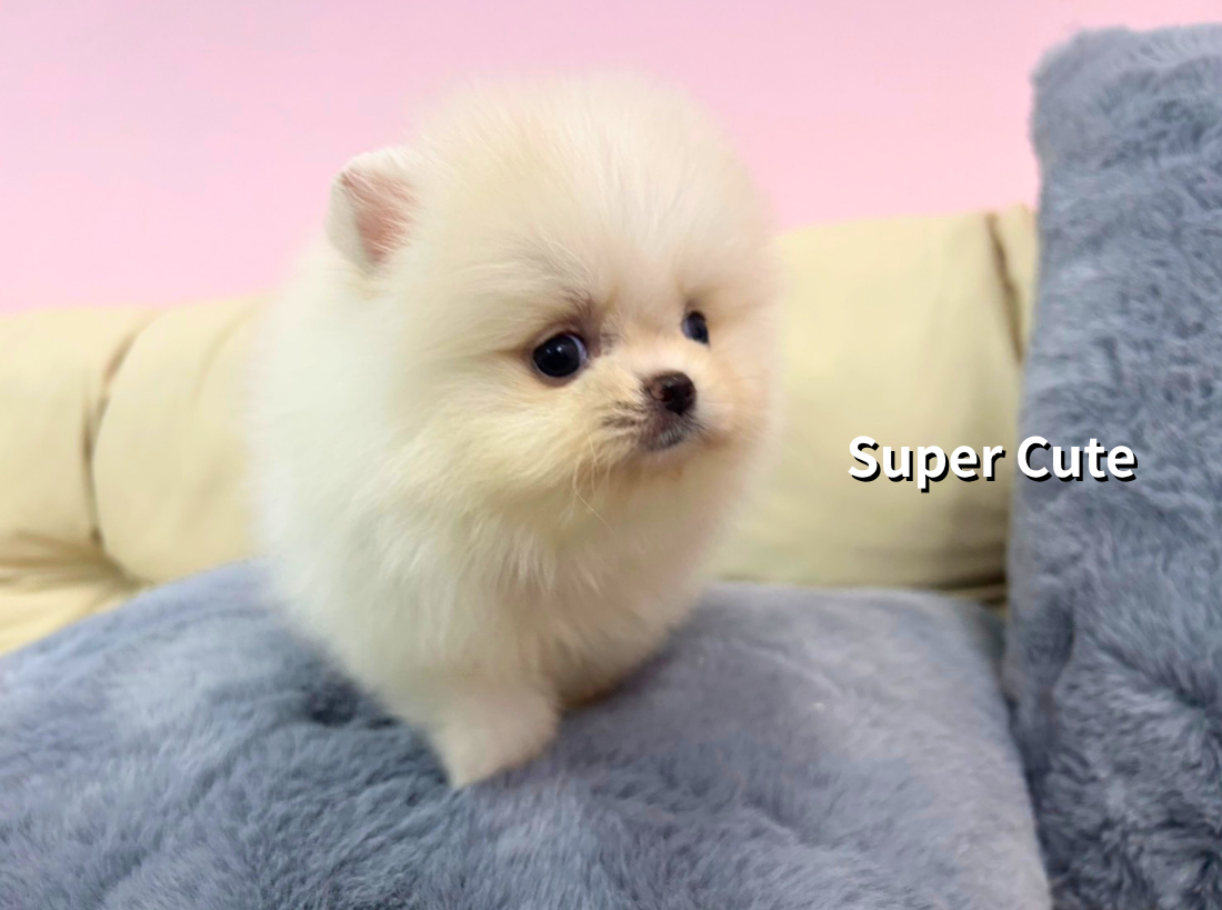 超可愛名犬社／博美犬