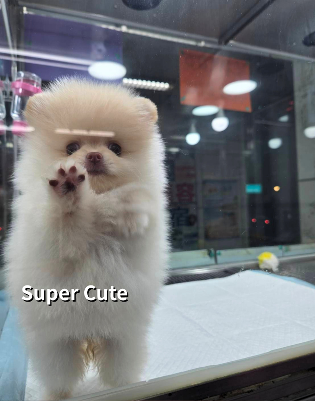 超可愛名犬社／博美犬