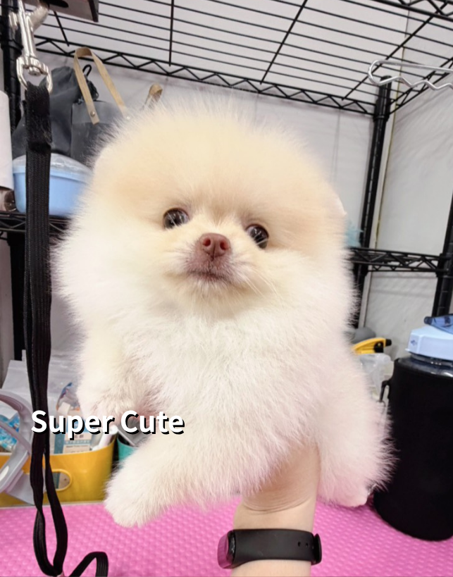 超可愛名犬社／奶油色博美犬