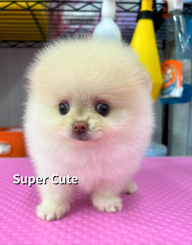 超可愛名犬社／博美犬