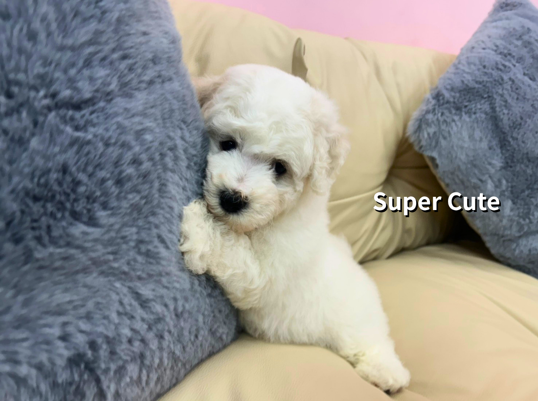 超可愛名犬社／比熊犬
