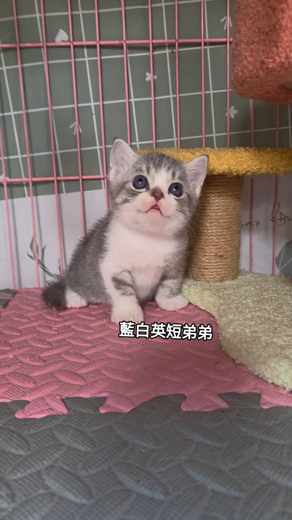 刻在你心底的貓／藍白色英國短毛貓