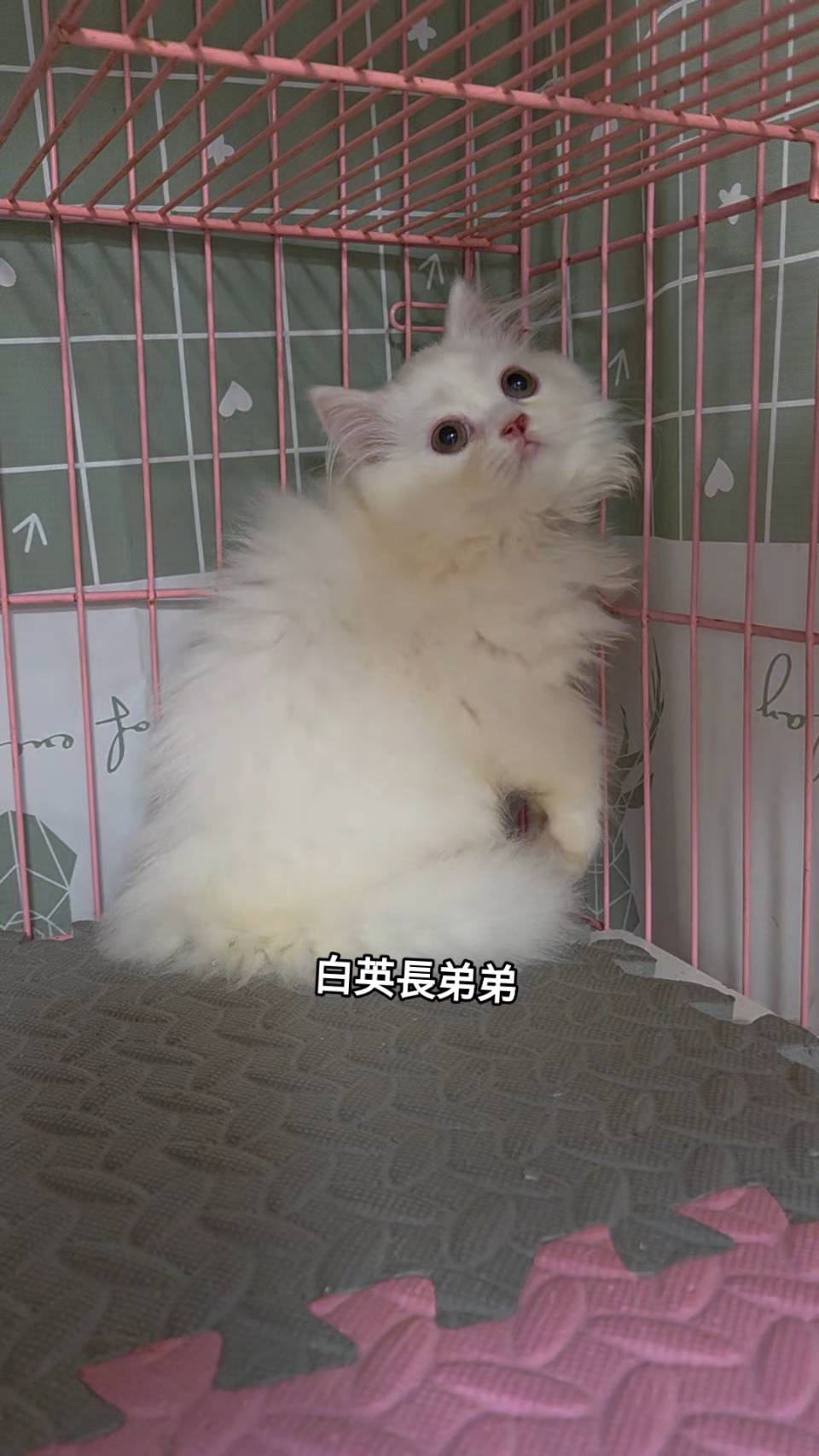 刻在你心底的貓／白色英國長毛貓