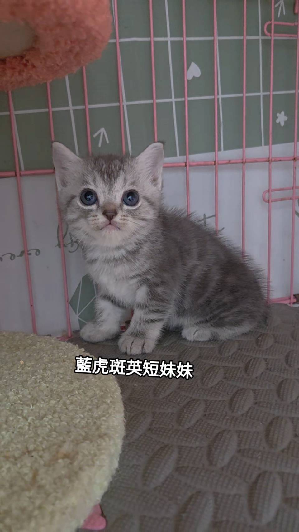 刻在你心底的貓／藍虎斑英國短毛貓