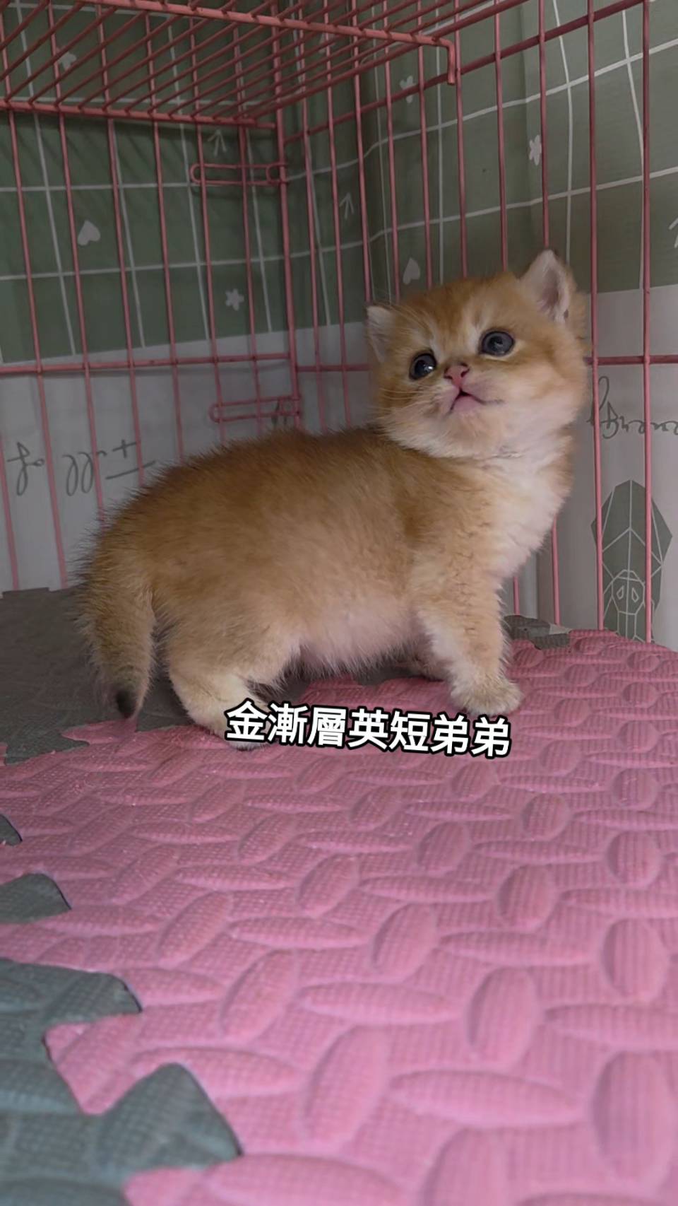 刻在你心底的貓／金漸層英國短毛貓