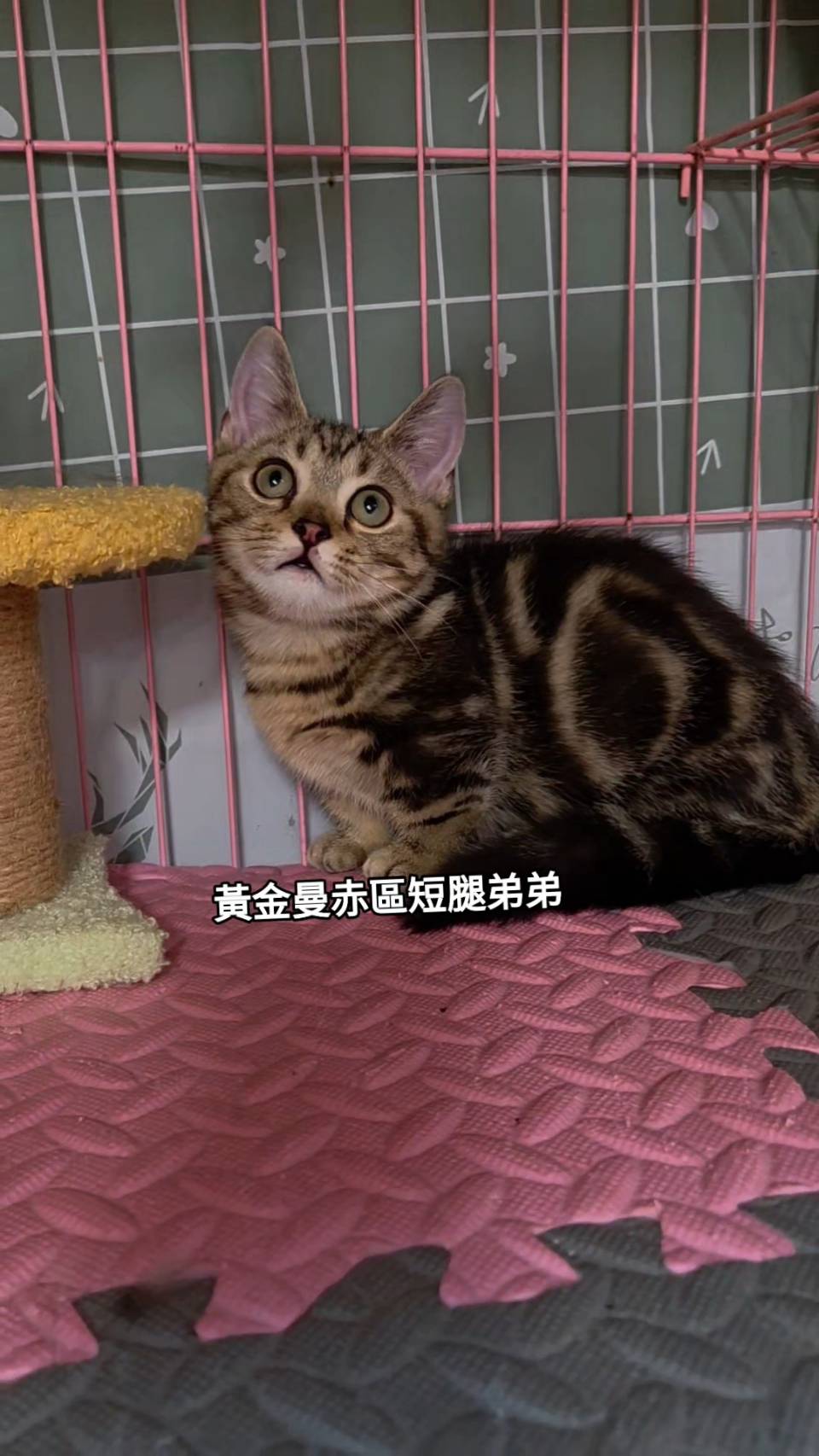 刻在你心底的貓／黃金螺旋紋曼赤肯