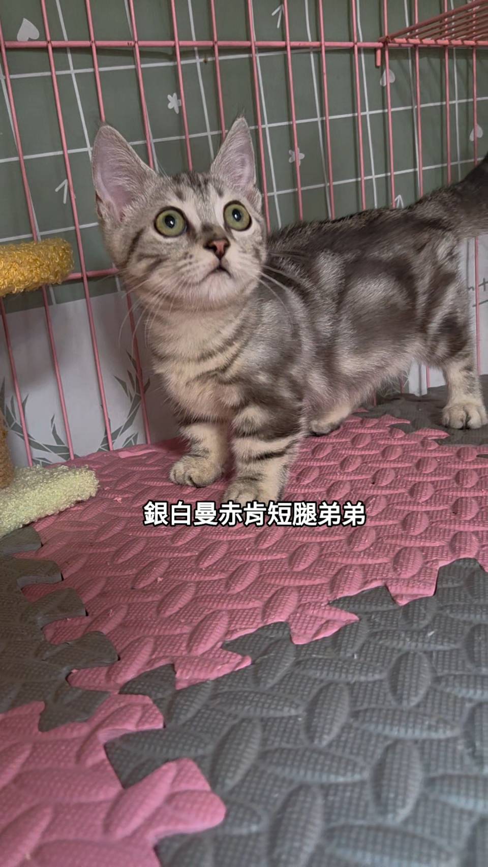 刻在你心底的貓／銀白曼赤肯