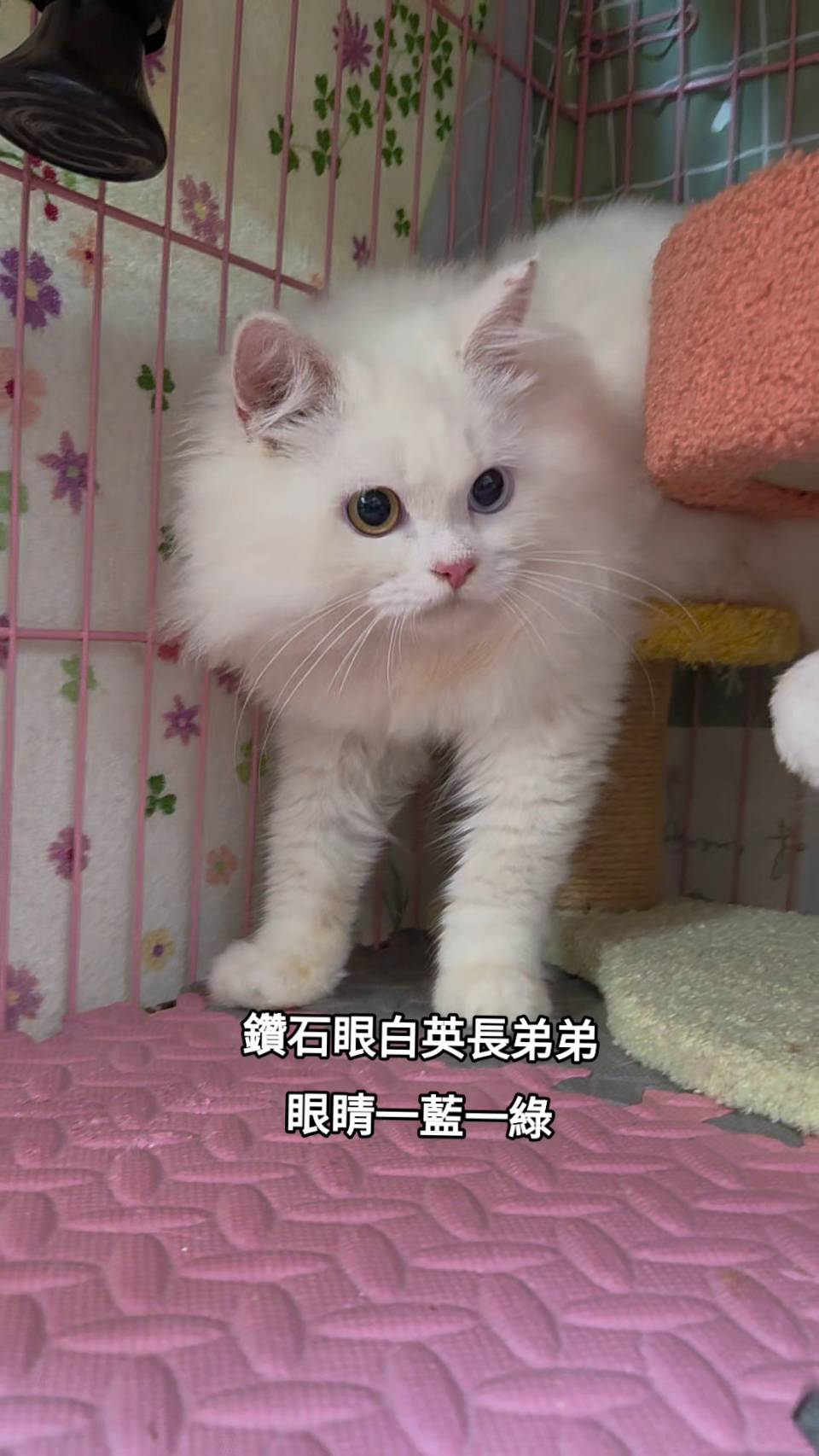 刻在你心底的貓／白色英國長毛貓