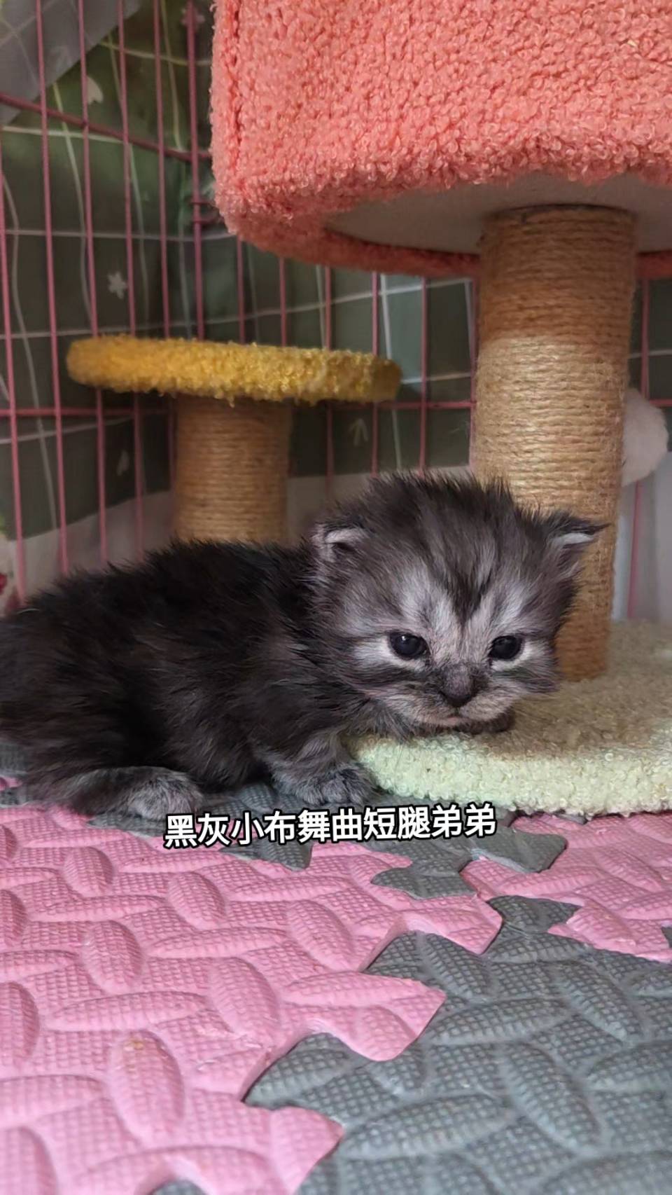 刻在你心底的貓／黑灰小步舞曲