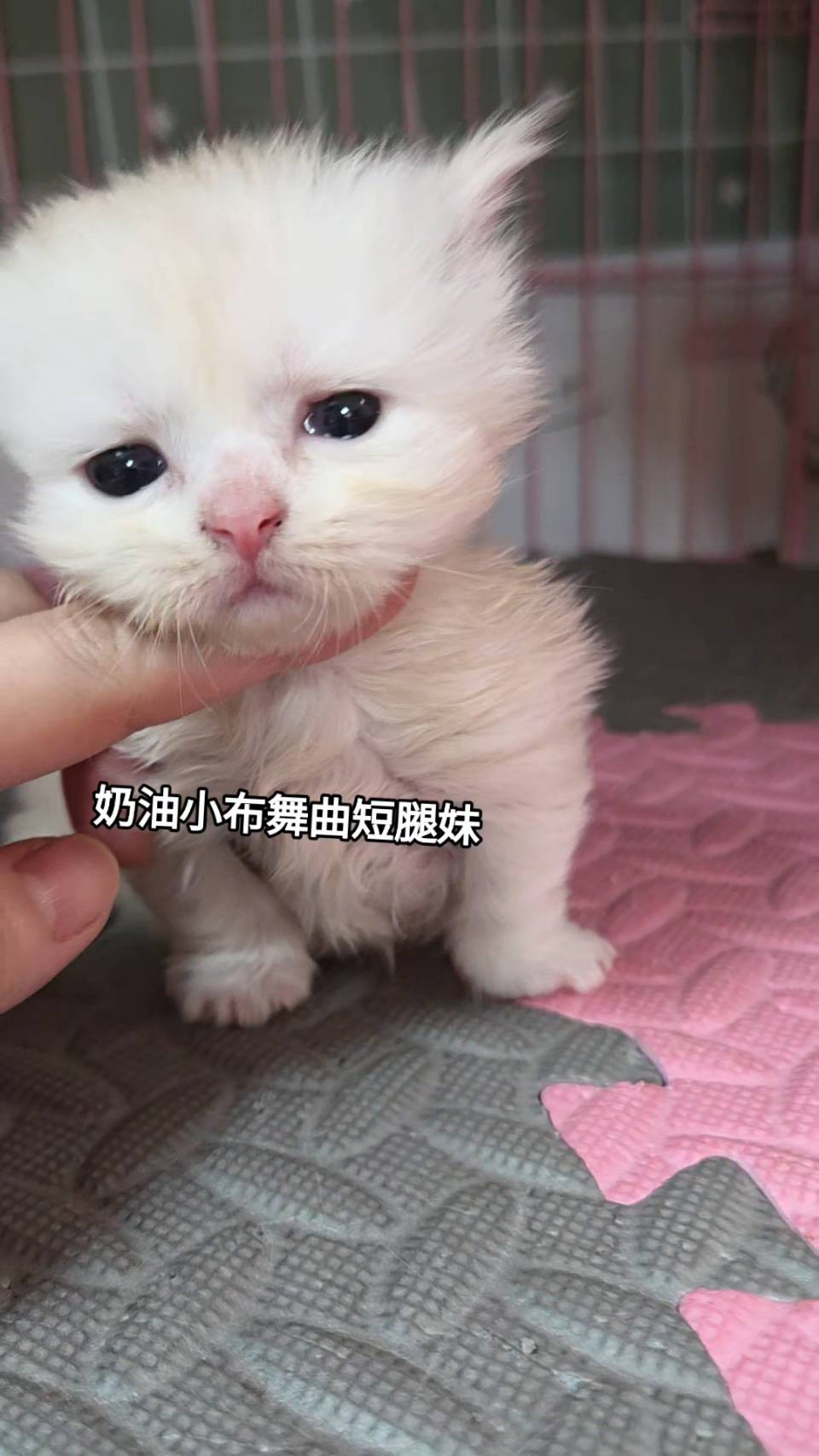 刻在你心底的貓／奶油小步舞曲