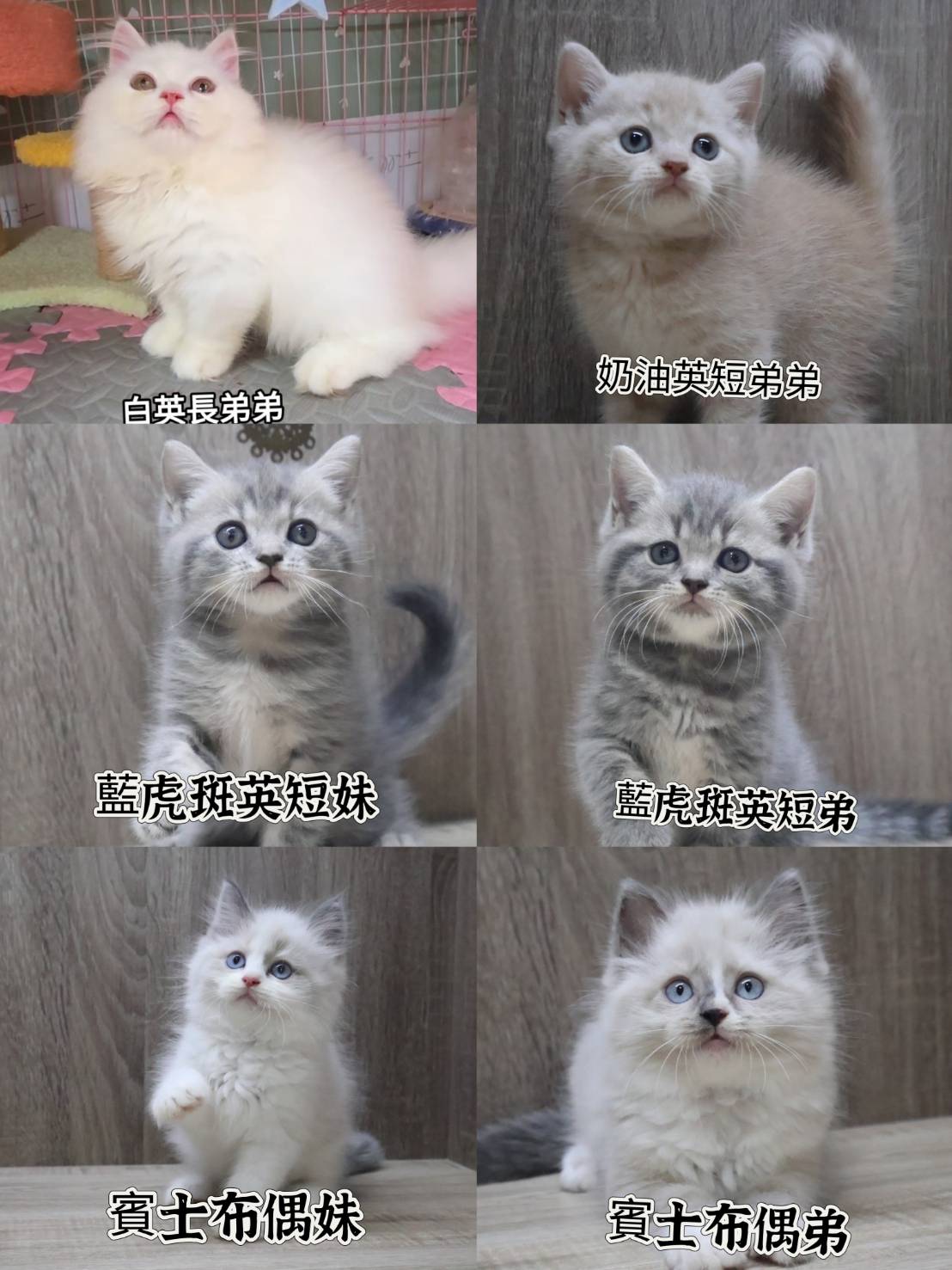 刻在你心底的貓／各品種貓