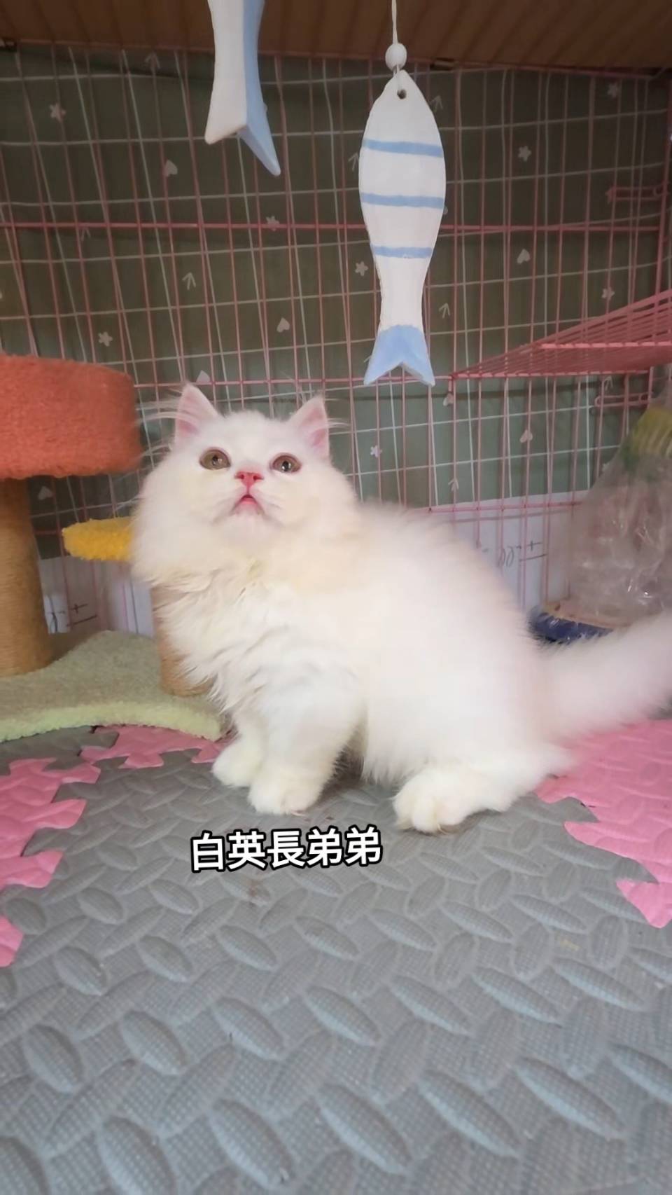 刻在你心底的貓／白色英國長毛貓