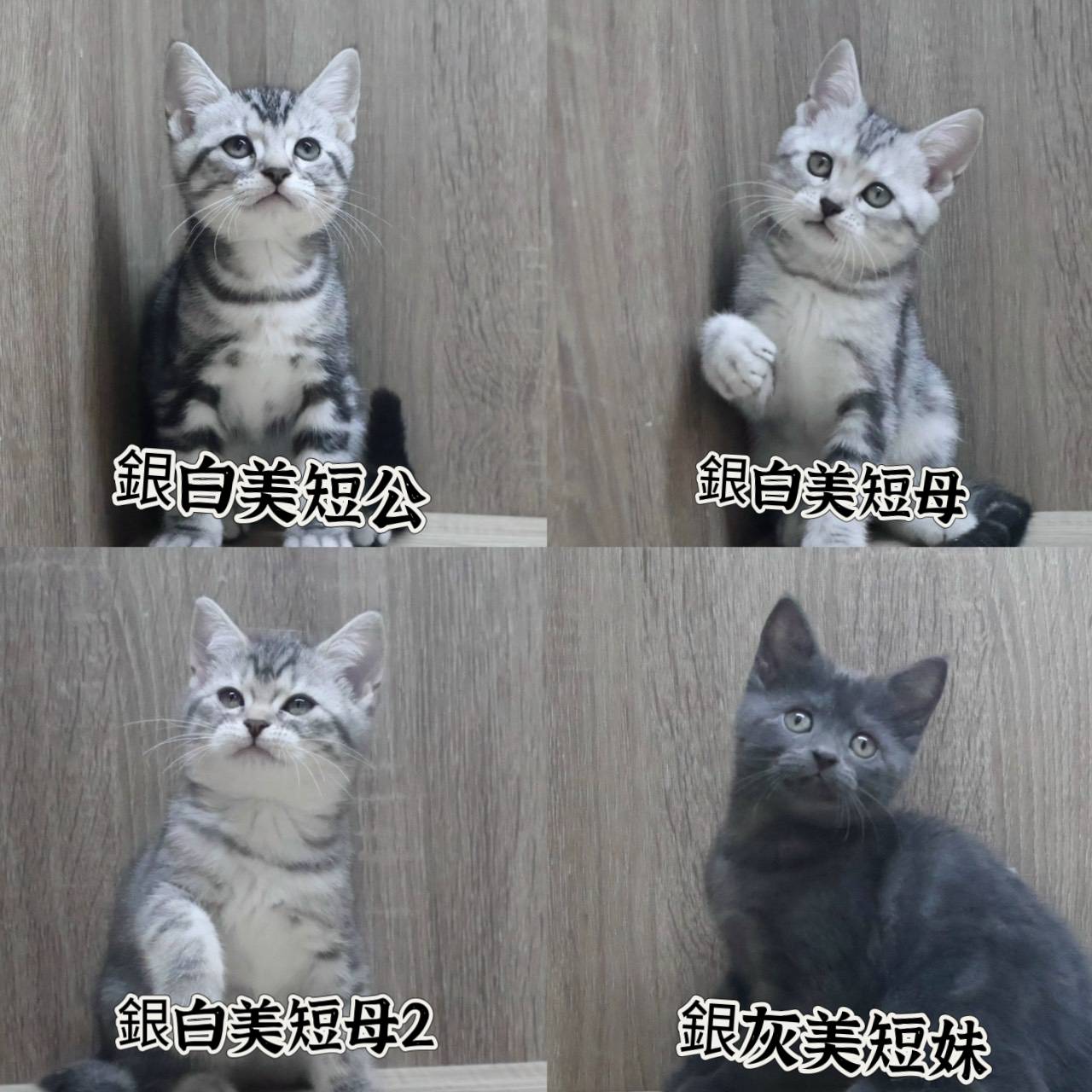 刻在你心底的貓／美國短毛貓