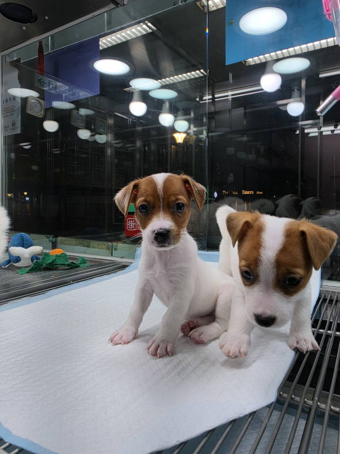 超可愛名犬社／傑克羅素