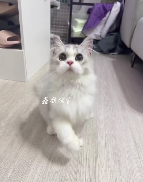 鑫願貓舍／銀漸層賓士英國長毛貓