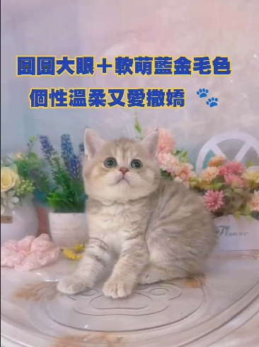 星光貓舍／藍金英國短毛貓