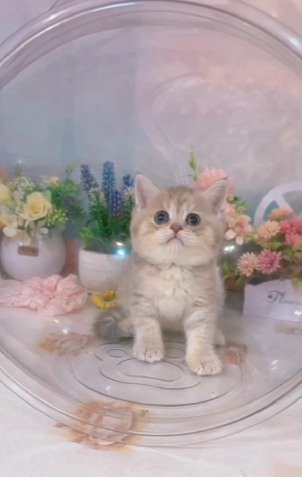 星光貓舍／藍金英國短毛貓
