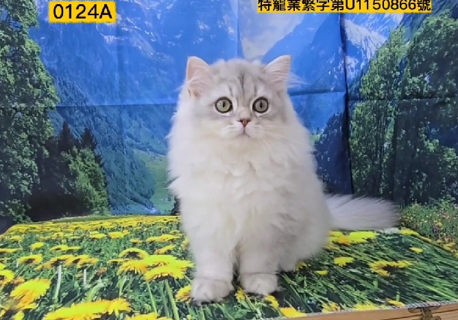 米琪蘇貓舍／銀漸層英國長毛貓