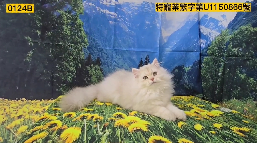 米琪蘇貓舍／紫丁香銀漸層英國長毛貓