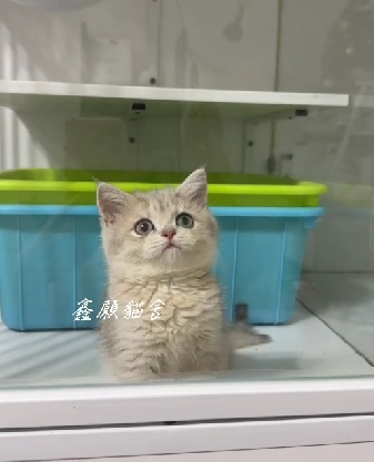 鑫願貓舍／藍金漸層英國短毛貓