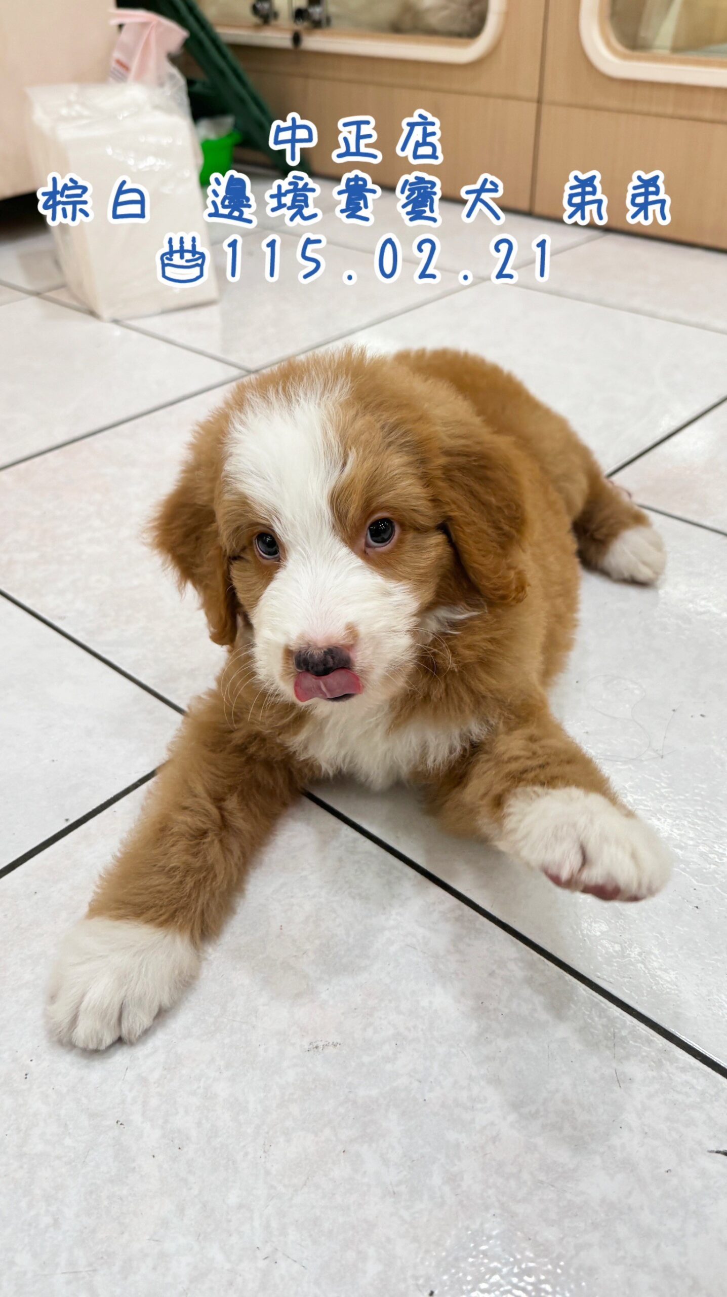 中圓寵物家族／棕白邊境貴賓犬