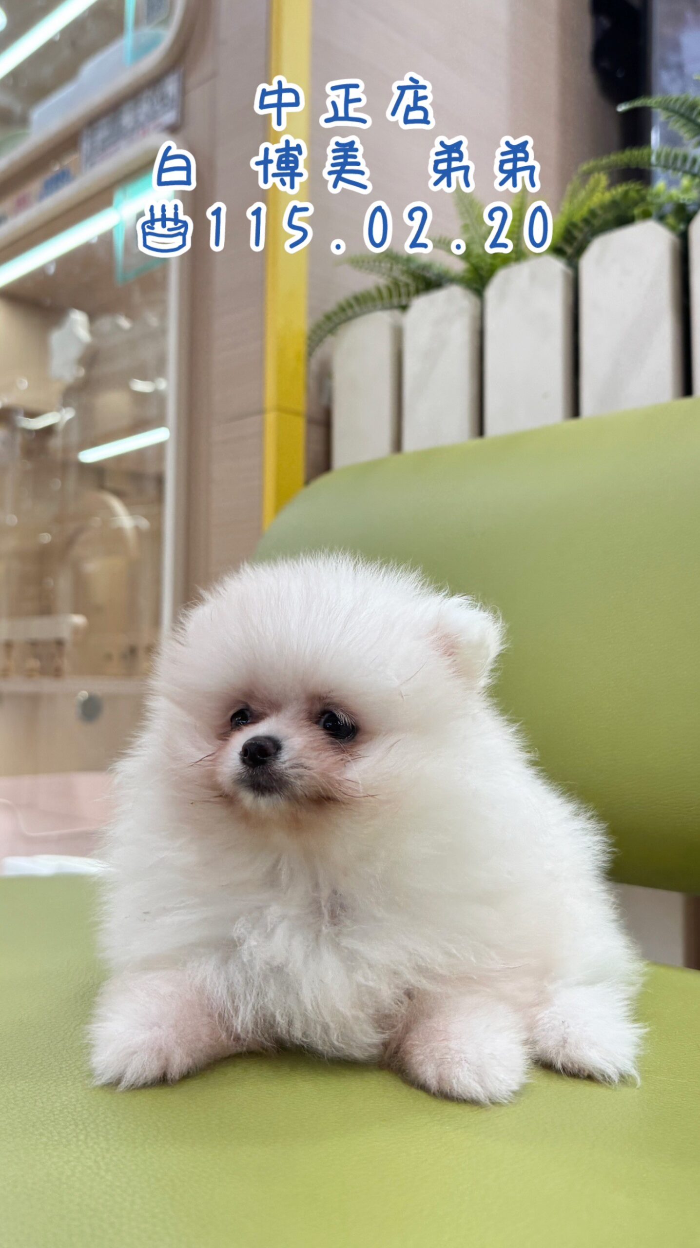 中圓寵物家族／白色博美犬