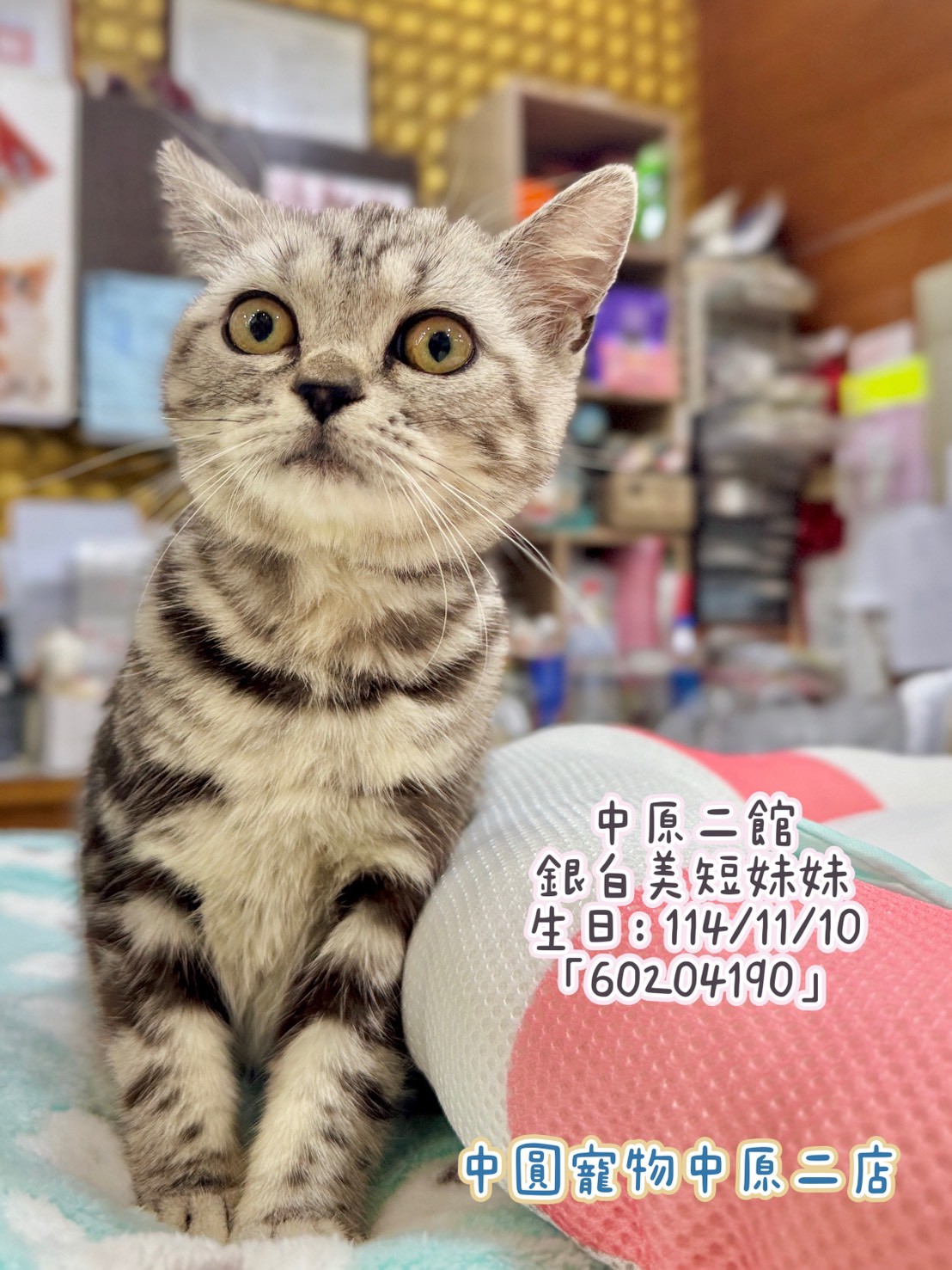 中圓寵物家族／銀白美國短毛貓