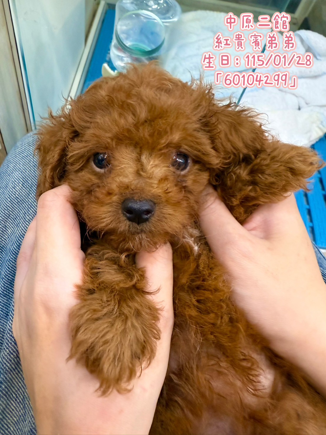 中圓寵物家族／紅貴賓