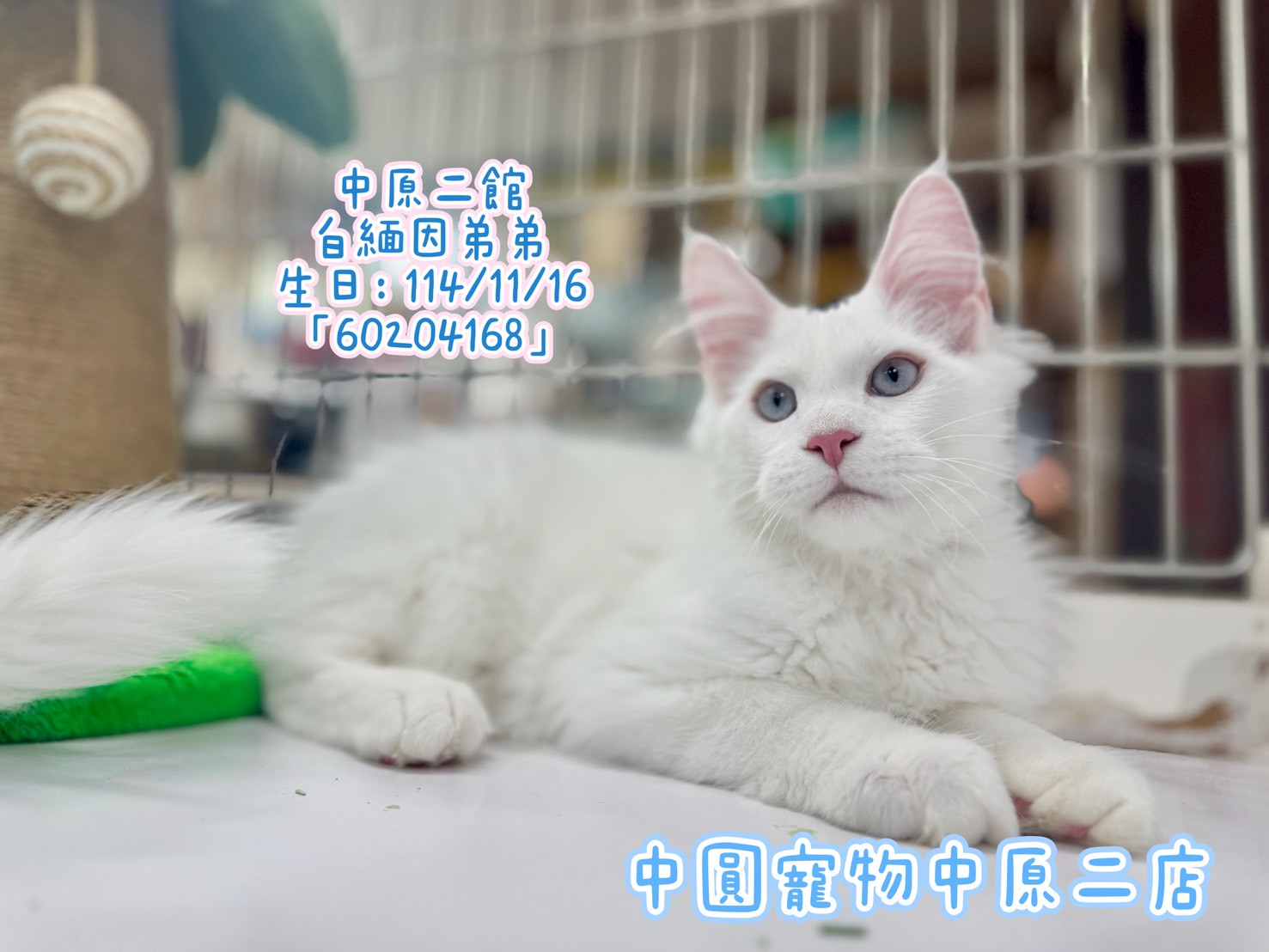中圓寵物家族／白色緬因貓
