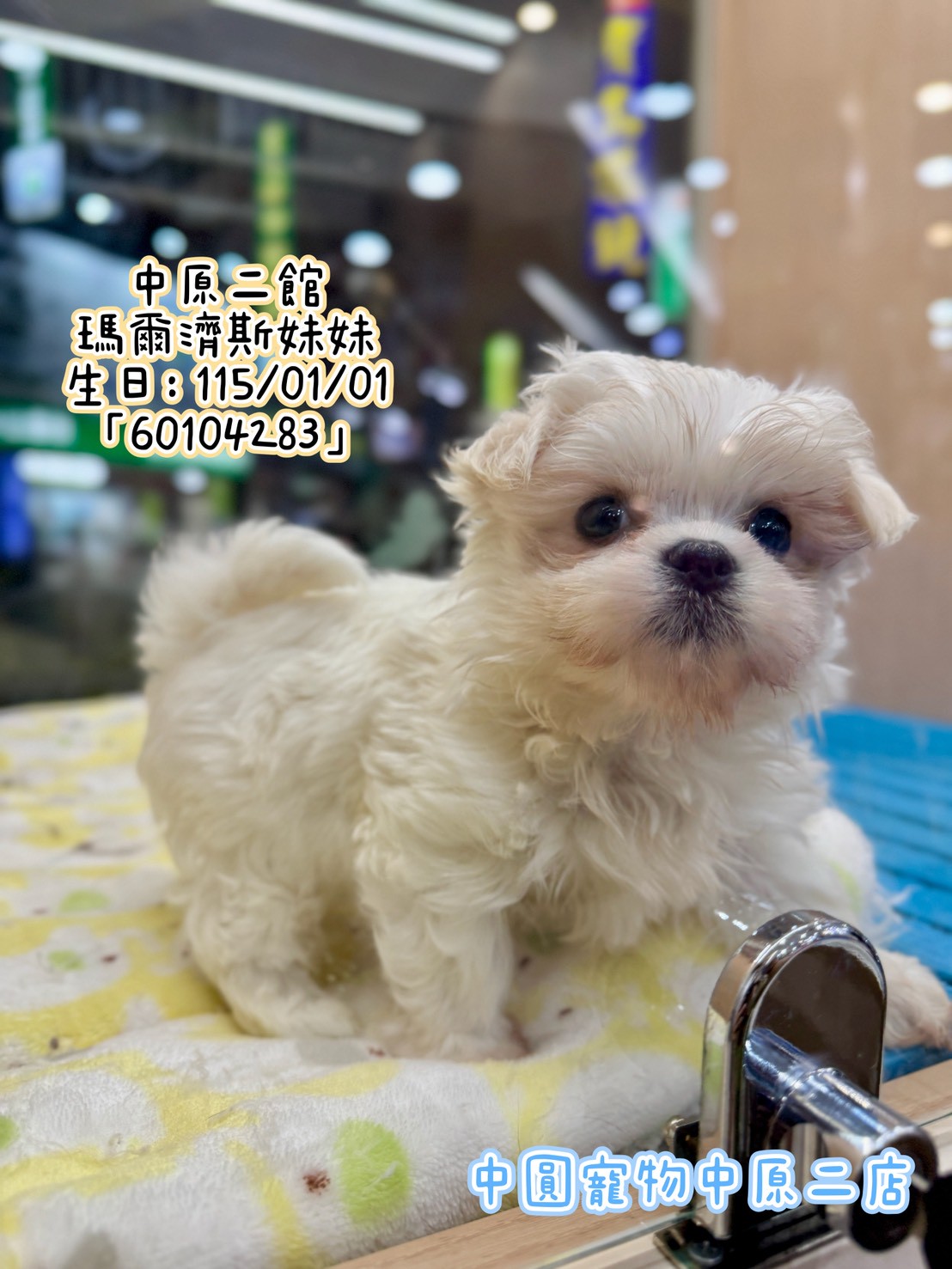 中圓寵物家族／瑪爾濟斯