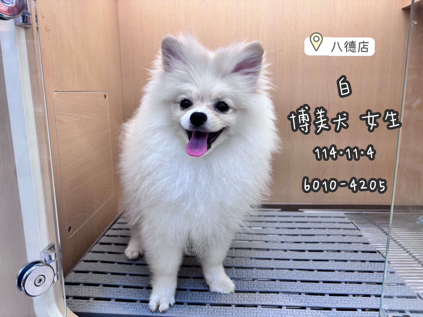 中圓寵物家族／白色博美犬