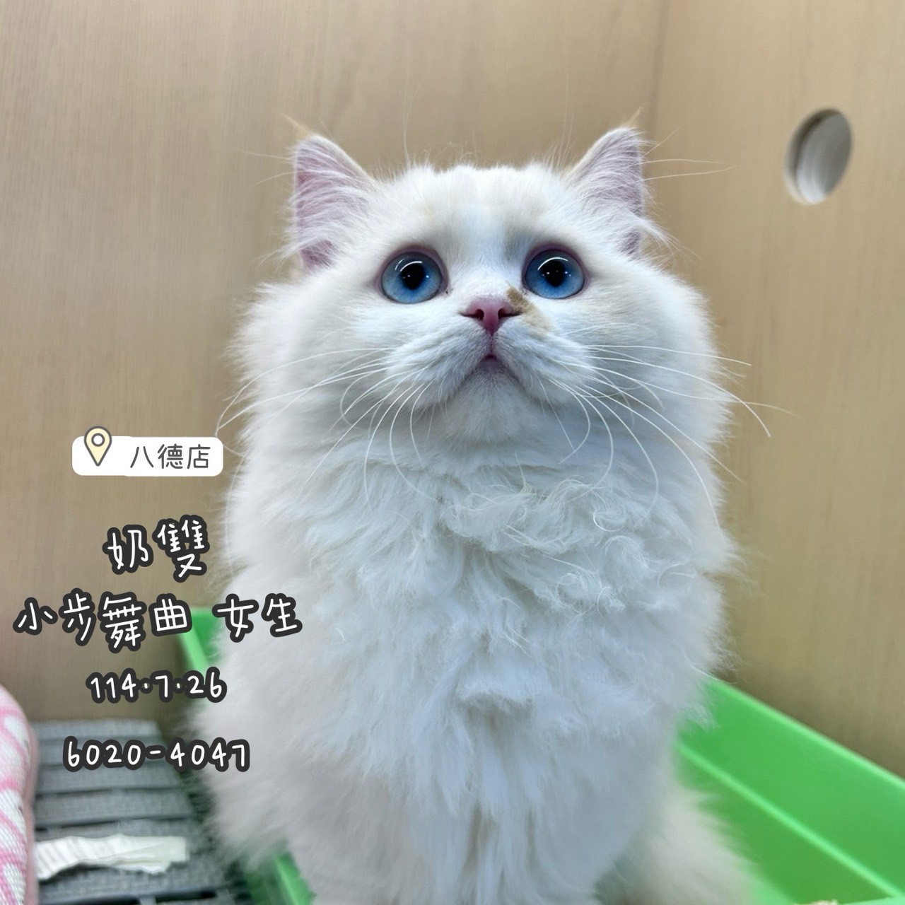 中圓寵物家族／奶雙色小步舞曲