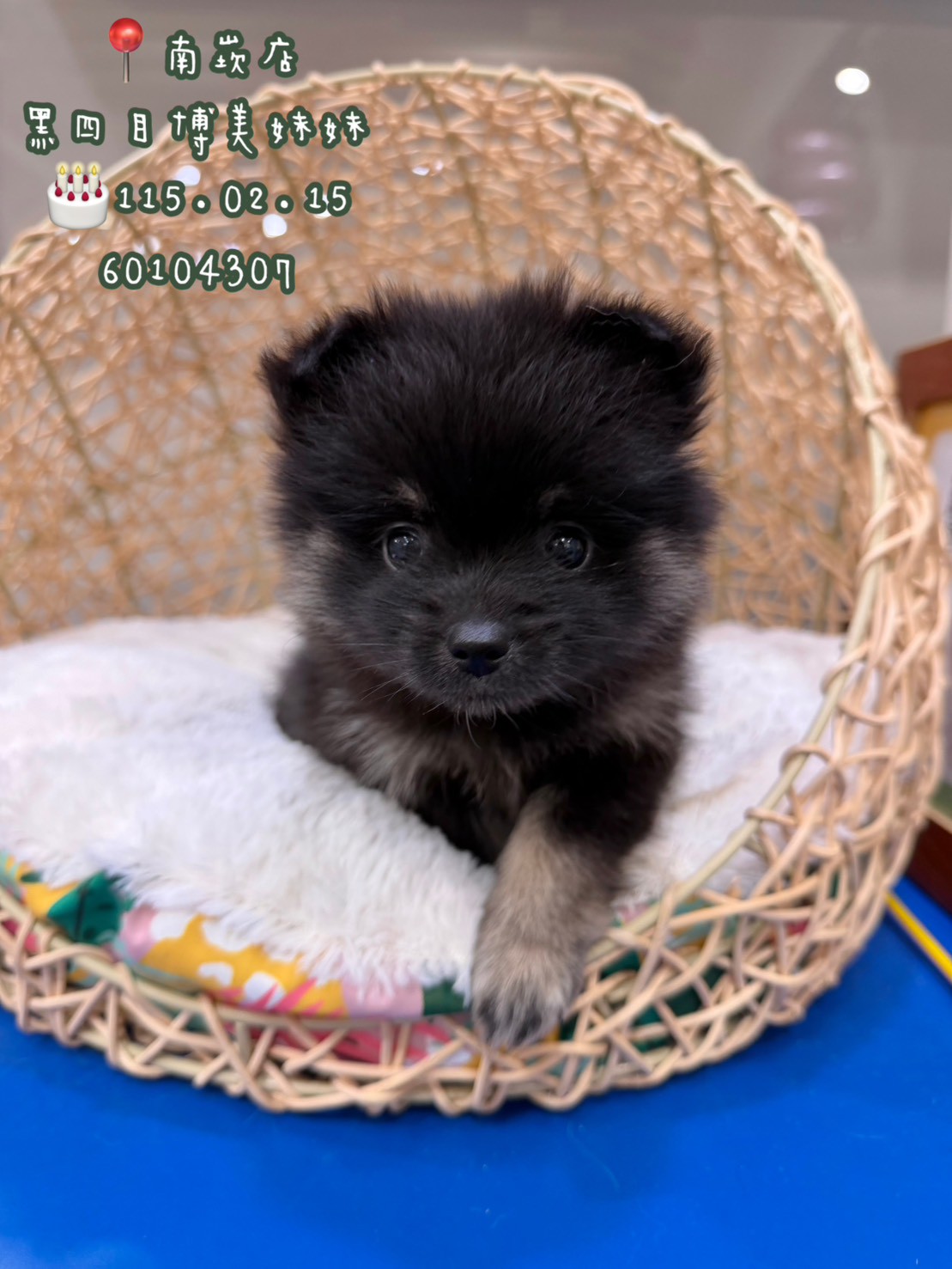 中圓寵物家族／黑四目博美犬