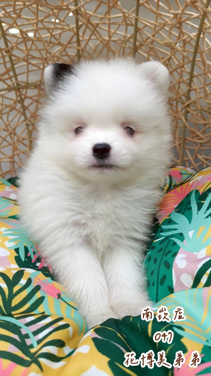 中圓寵物家族／花博美